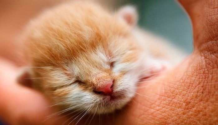 tratamientos en el cáncer de nariz en gatos