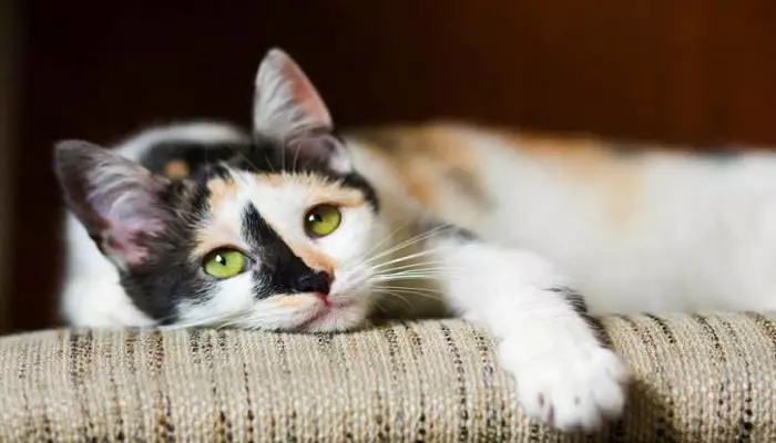 tratamiento de la miasis en gatos