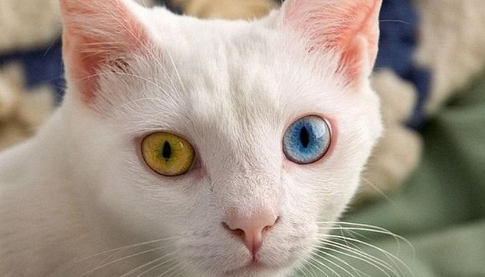 siempre revisa los ojos de tu gato