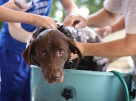 Bañar a mi perro