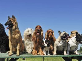 adiestramiento de perros