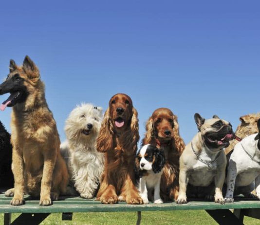 adiestramiento de perros