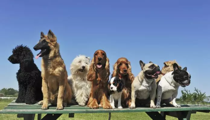 adiestramiento de perros