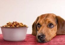 Con qué frecuencia debo alimentar a mi perro alimentar un perro