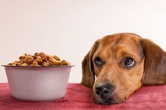 alimentar un perro