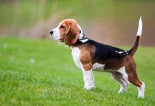 raza beagle