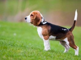 raza beagle
