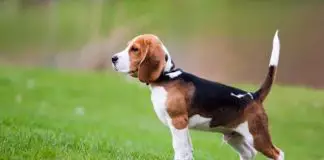 raza beagle