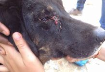 Conjuntivitis en perros, aprende cómo tratarla en tu perro conjuntivitis en perros