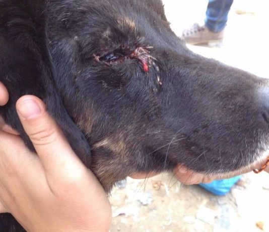 conjuntivitis en perros