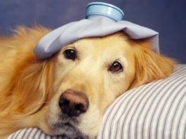enfermedades comunes de perros