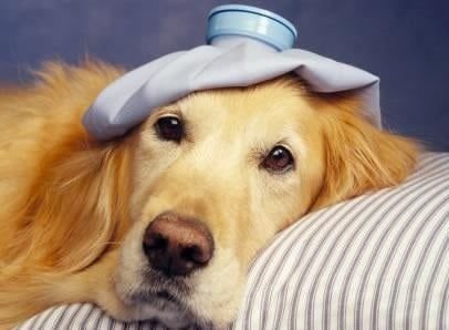enfermedades comunes de perros