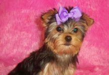 Yorkshire terrier