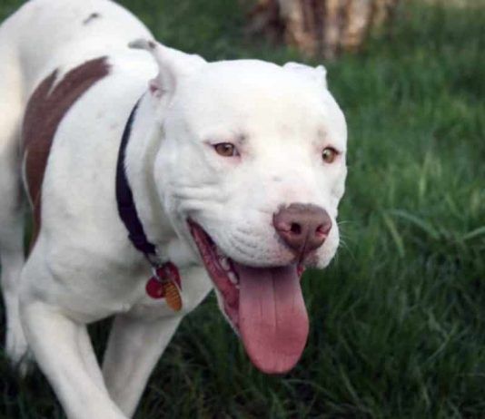Pitbull blanco