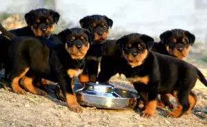 rottweiler cachorros