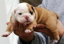 Comprar un cachorro