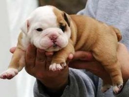 Comprar un cachorro