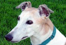 perros galgos