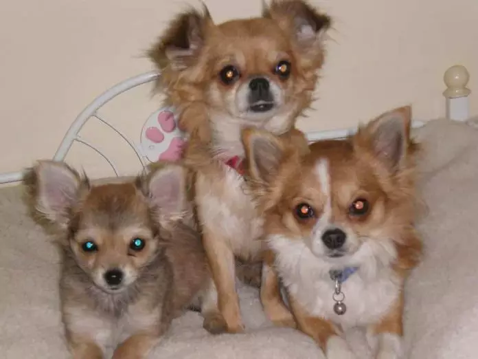 Perros chihuahuas