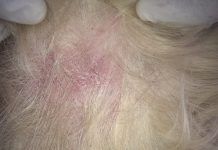 la dermatitis en perros