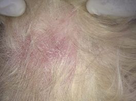 la dermatitis en perros