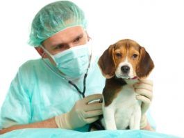 moquillo en perros