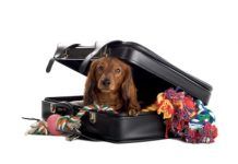 perro-dentro-de-una-maleta