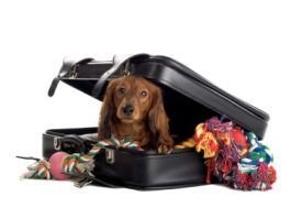 perro-dentro-de-una-maleta