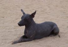 perro peruano