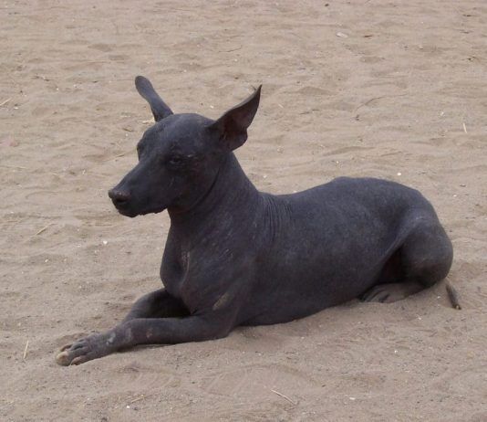 perro peruano
