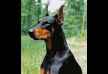 Perros guardianes