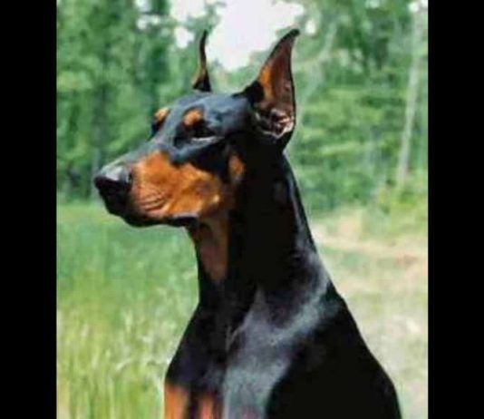 Perros guardianes