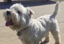 perros westy