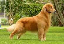 Perros golden retriever