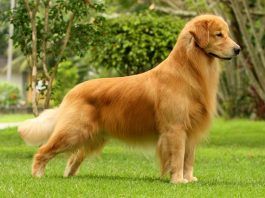 Perros golden retriever