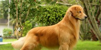 Perros golden retriever