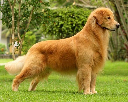 Perros golden retriever