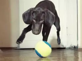 juegos-para-perros