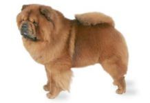 perros chow chow