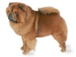 perros chow chow