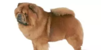 perros chow chow