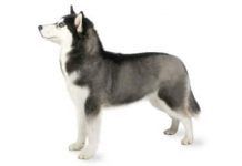 perro siberiano