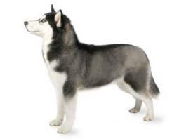 perro siberiano