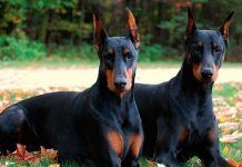 perro doberman