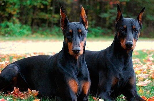 perro doberman