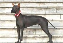 perro-peruano