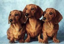 perro-salchicha-perro-salchicha