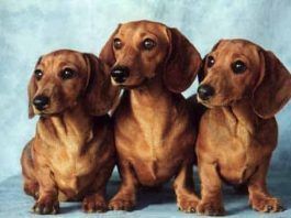 perro-salchicha-perro-salchicha