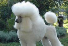 perros caniche