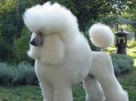 perros caniche
